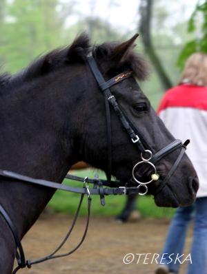 ponysáček.jpg