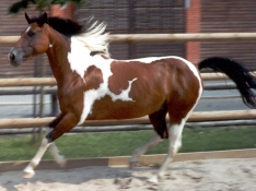 skippy.jpg